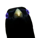 birdalert