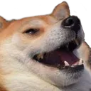 luldog
