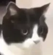 CatStare CatStare