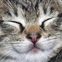 happymeow