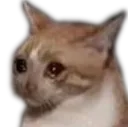 CatOne