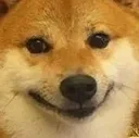 dogesmile dogesmile