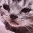 catSad