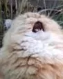CattoCri CattoCri