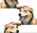 dogpats Discord emoji