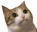 kavo_2 kavo_2