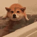 a_auau