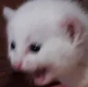 CryingCat