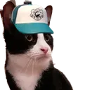catto