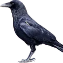 crowgang crowgang