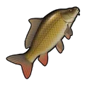 Carp