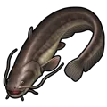 Catfish