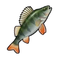 Perch Perch