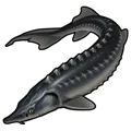 Sturgeon