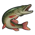 Pike Pike