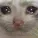 sadcat