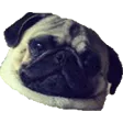 pug