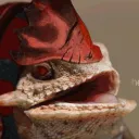 hehehehe