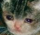 sad_cat