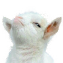 8a_goat_pout Discord emoji