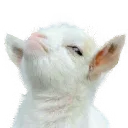 8a_goat_pout