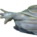WideFroge1