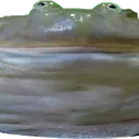 WideFroge2