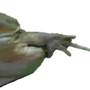 WideFroge3