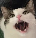 emodboi