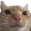 cringecat