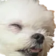 vampyDoge vampyDoge