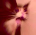 Screech
