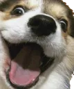 happyDog