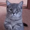 beg