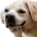 wryboi wryboi