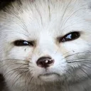 suspishy Discord Emoji