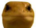 viperstare