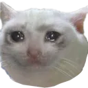 cat_cry cat_cry