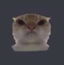 :cat: Discord Emote