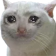 voxeSadCat