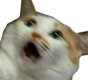 scaredcat