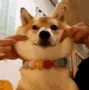 DogsOfDiscord_2_Cheekss DogsOfDiscord_2_Cheekss