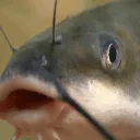 wellmah wellmah