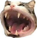 CatMouth