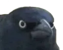 D2S_M_namechangingcrow