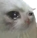 pwease pwease