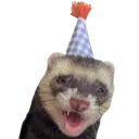 partyferret