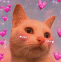 :cat_love: Discord Emote