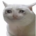 sadcat