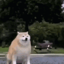 postthisdogdisappears Discord emoji